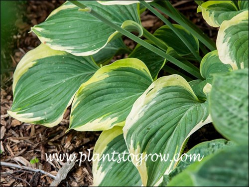 Hosta Liberty (Hosta)